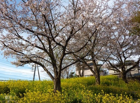 20140406_3.jpg
