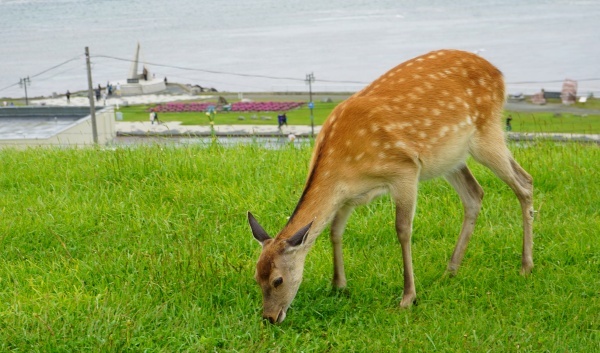 hokkaido2024_319.jpg