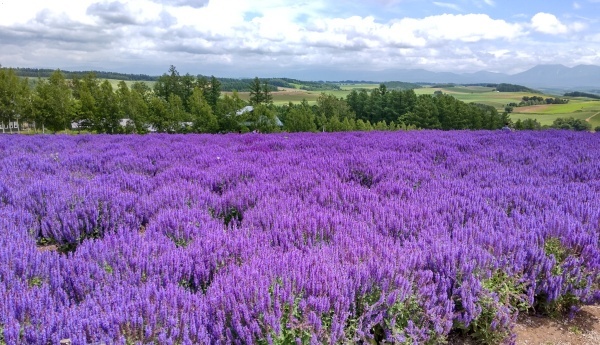 hokkaido2024_518.jpg