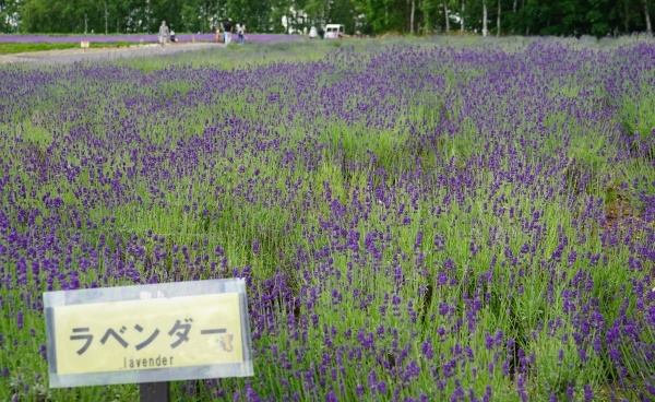 hokkaido2024_519.jpg