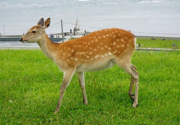 hokkaido_202501_9.jpg