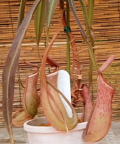s008.jpg