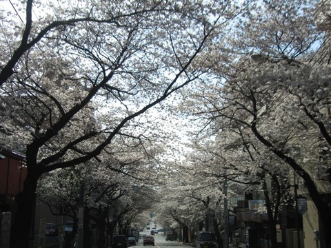 sakura01.jpg
