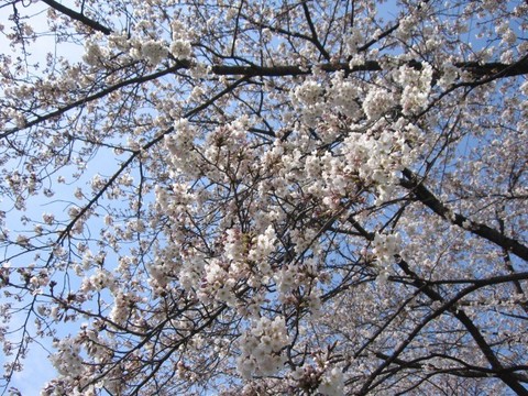 sakura02.jpg
