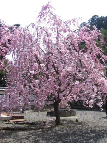 sakura1.jpg