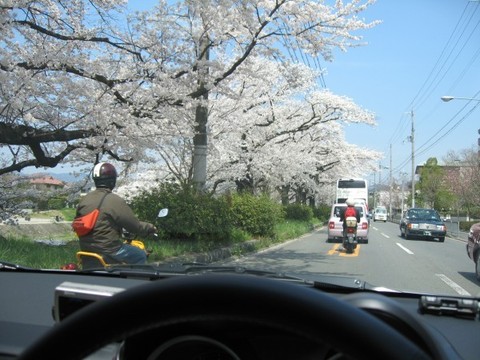 sakura2.jpg
