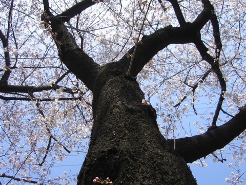 sakura3.jpg